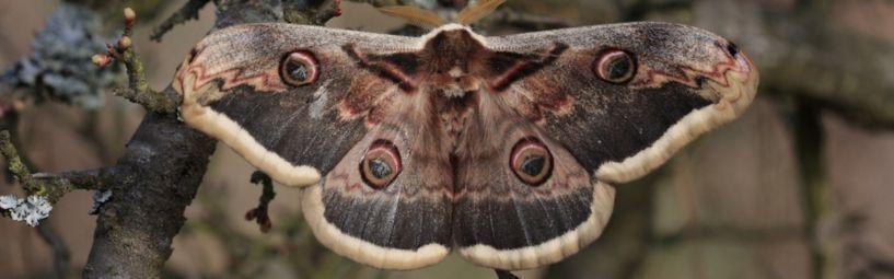 Photo - A picture of brown moth