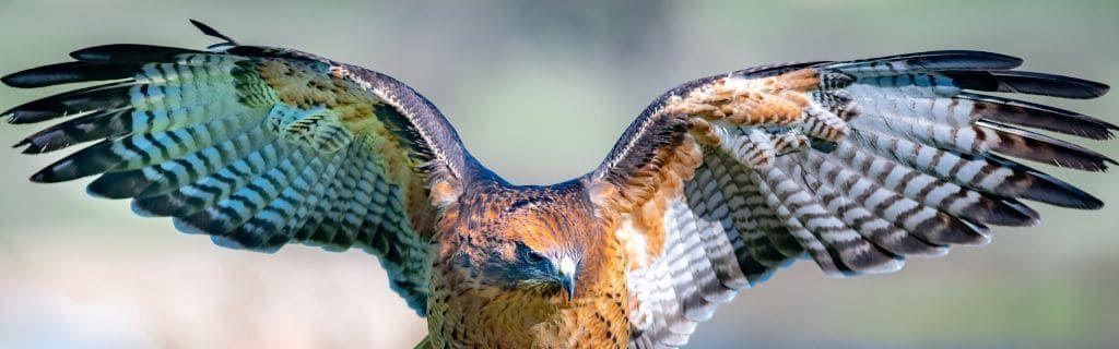 Photo - A picture of red tailed hawk
