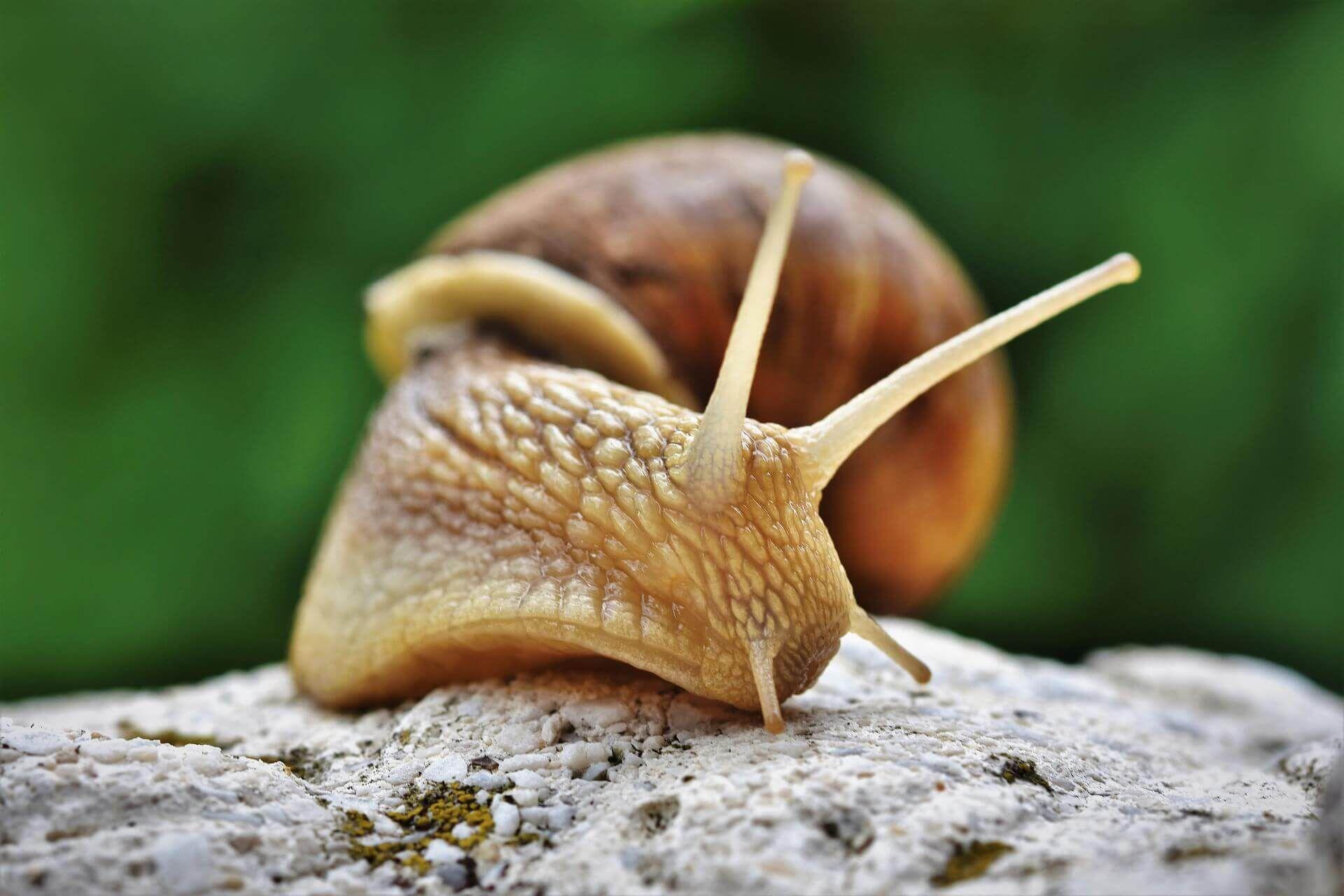 Photo - An upclose picture of a snail