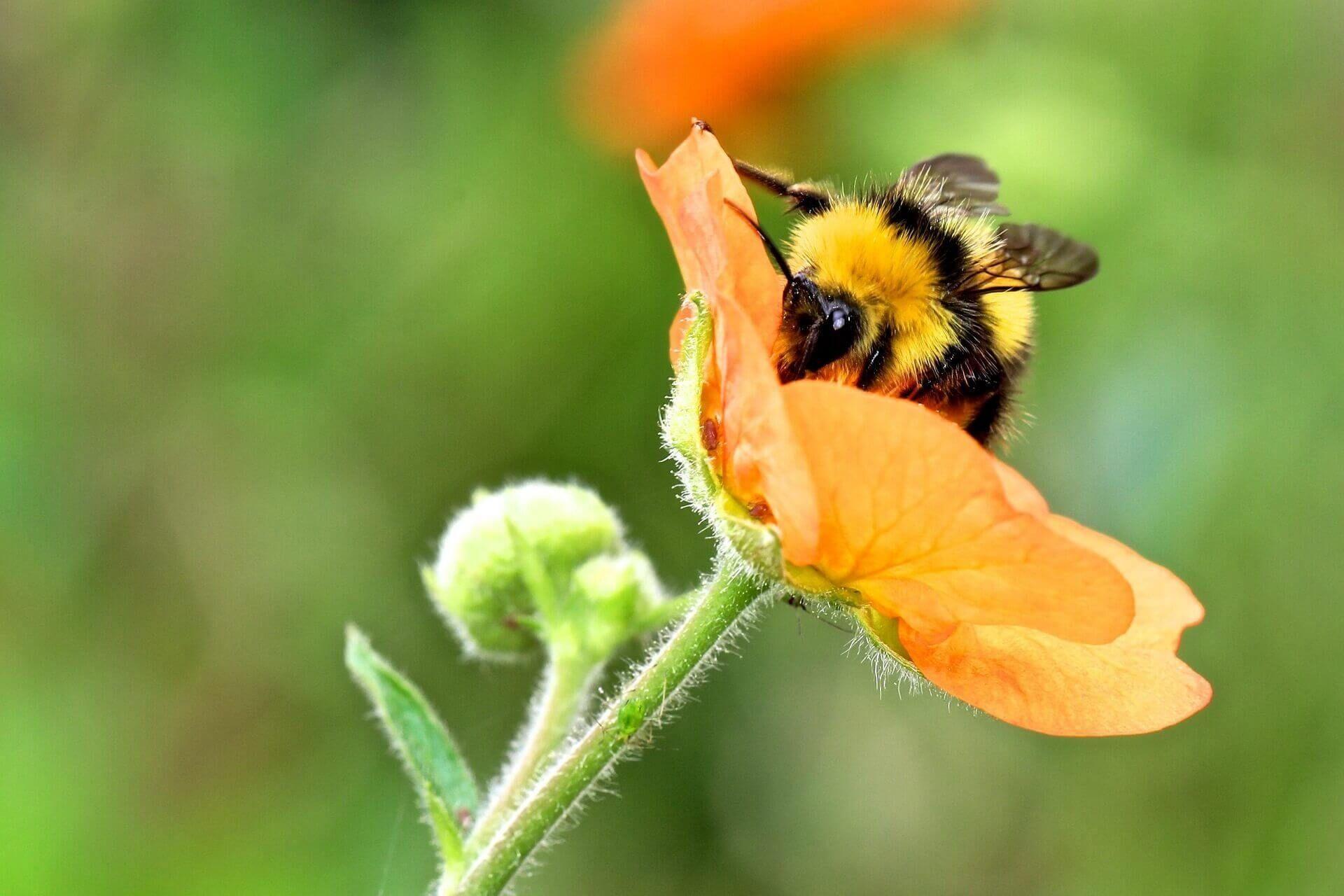 Photo - An upclose picture of bumbe bee