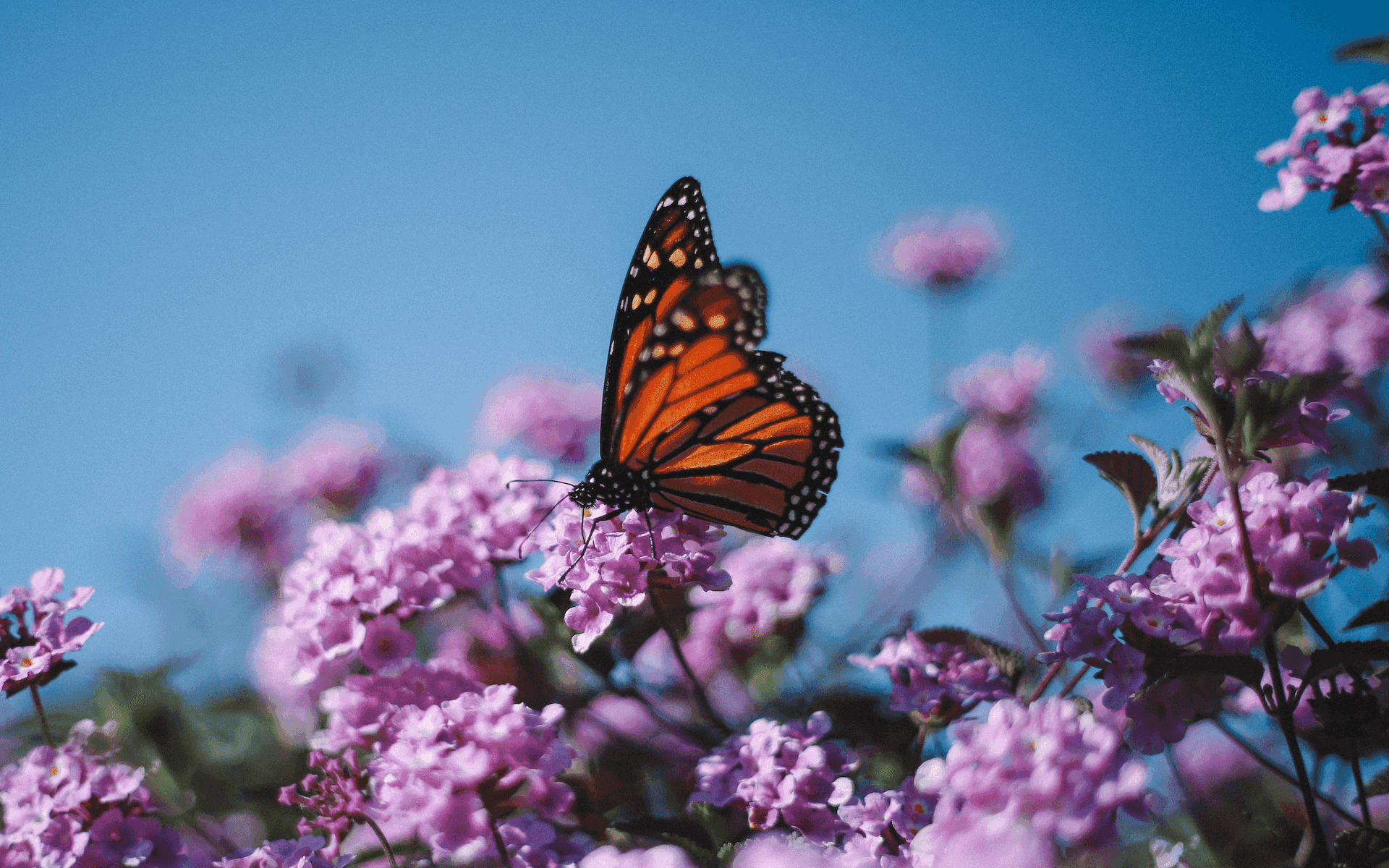 Photo - Spiritual meaning of a butterfly symbol