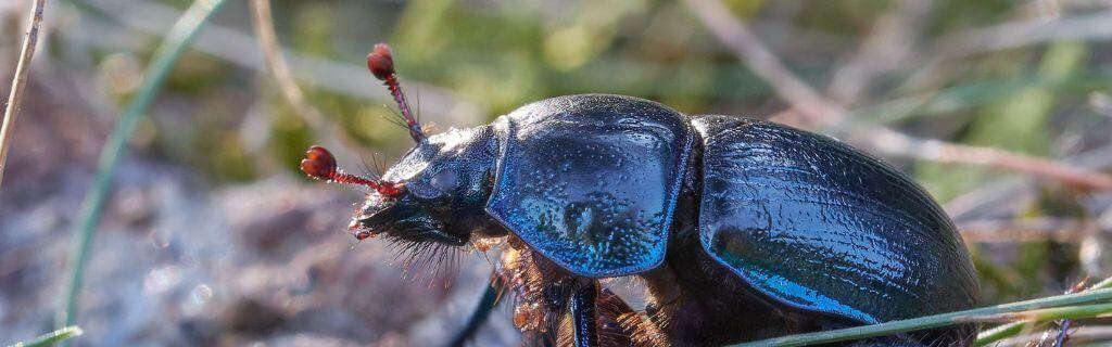 A black beetle symbolizing resilience and spiritual grounding Photo - A black beetle symbolizing resilience and spiritual grounding