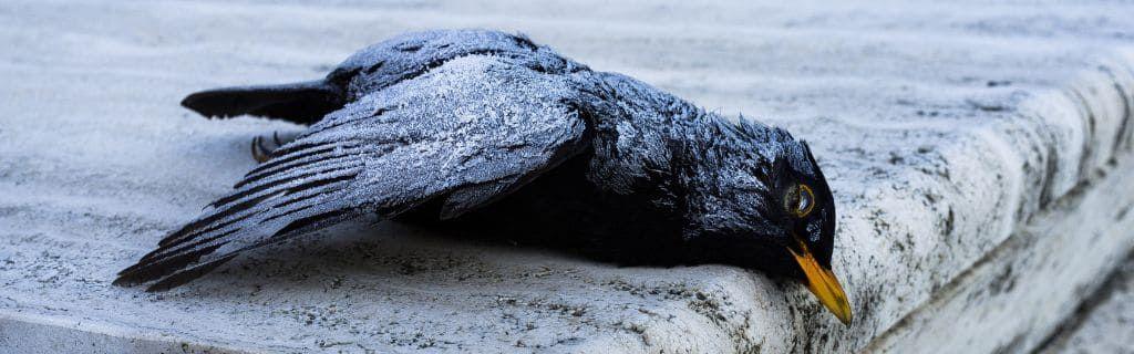 A body of a bird lying on a stone Photo - A body of a bird lying on a stone