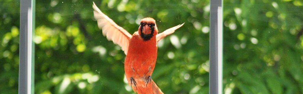 A cardinal tapping on a window representing spiritual communication and messages Photo - A cardinal tapping on a window representing spiritual communication and messages
