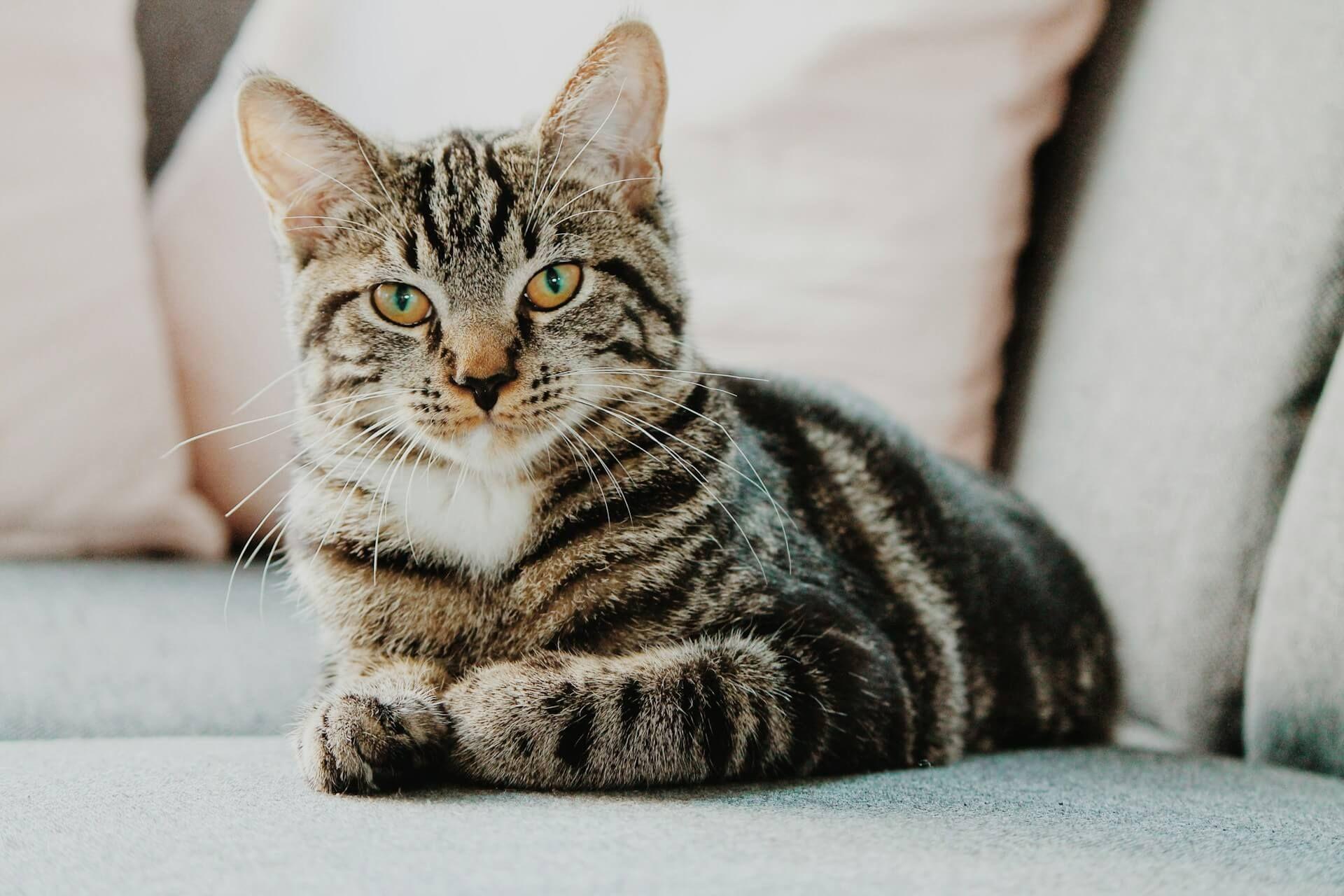 A cat staring at someone symbolizing spiritual awareness and intuition Photo - A cat staring at someone symbolizing spiritual awareness and intuition