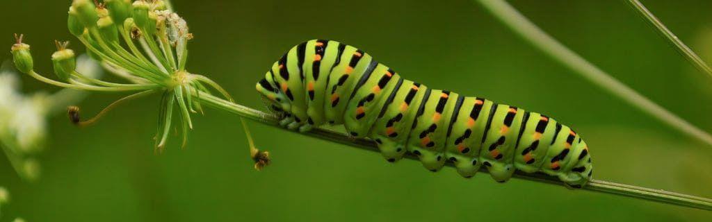 A caterpillar on a leaf representing transformation and spiritual change Photo - A caterpillar on a leaf representing transformation and spiritual change