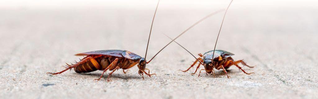 A cockroach representing endurance and spiritual persistence Photo - A cockroach representing endurance and spiritual persistence
