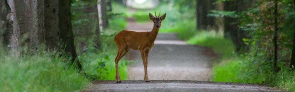 A deer crossing a path symbolizing spiritual guidance and gentle messages Photo - A deer crossing a path symbolizing spiritual guidance and gentle messages