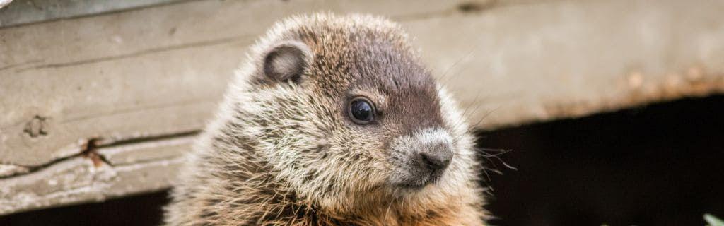 A groundhog standing in grass with spiritual symbolism Photo - A groundhog standing in grass with spiritual symbolism