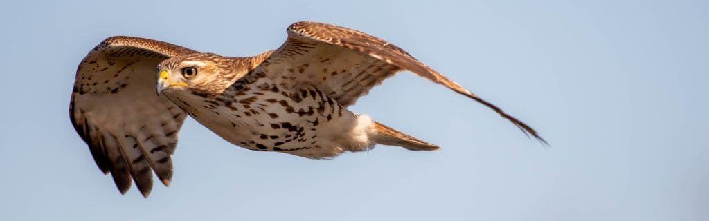 A hawk flying overhead symbolizing spiritual vision and guidance Photo - A hawk flying overhead symbolizing spiritual vision and guidance