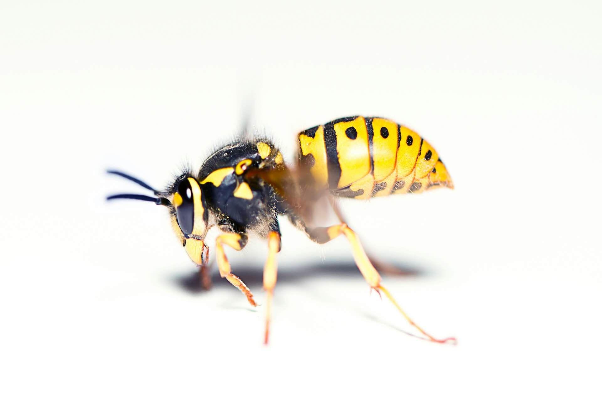 A hornet representing spiritual warning and protection energy Photo - A hornet representing spiritual warning and protection energy