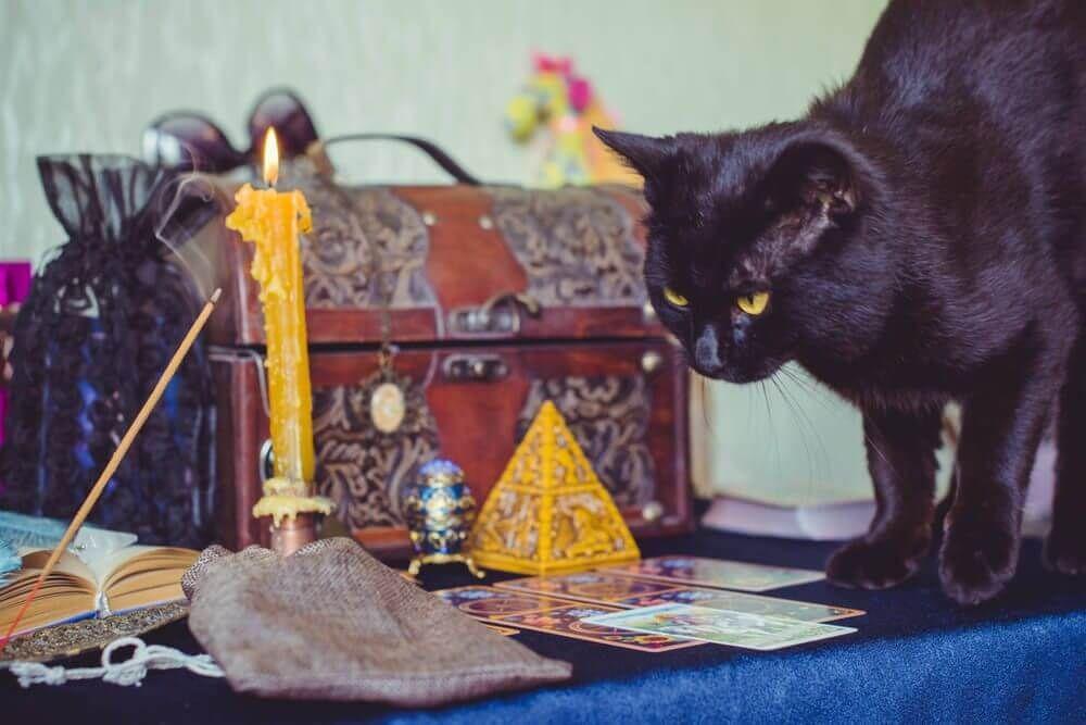 A illustration of asking a pet psychic about a pet’s past life Photo - A illustration of asking a pet psychic about a pet’s past life