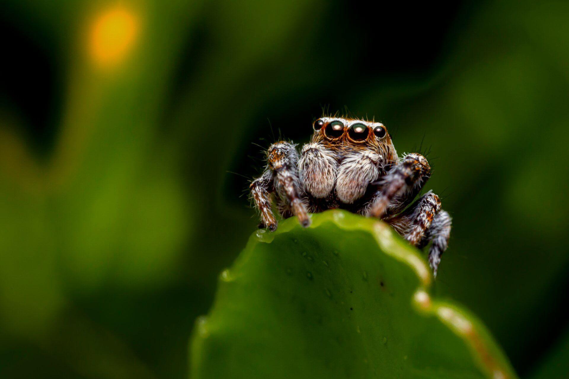 A jumping spider representing curiosity and spiritual agility Photo - A jumping spider representing curiosity and spiritual agility