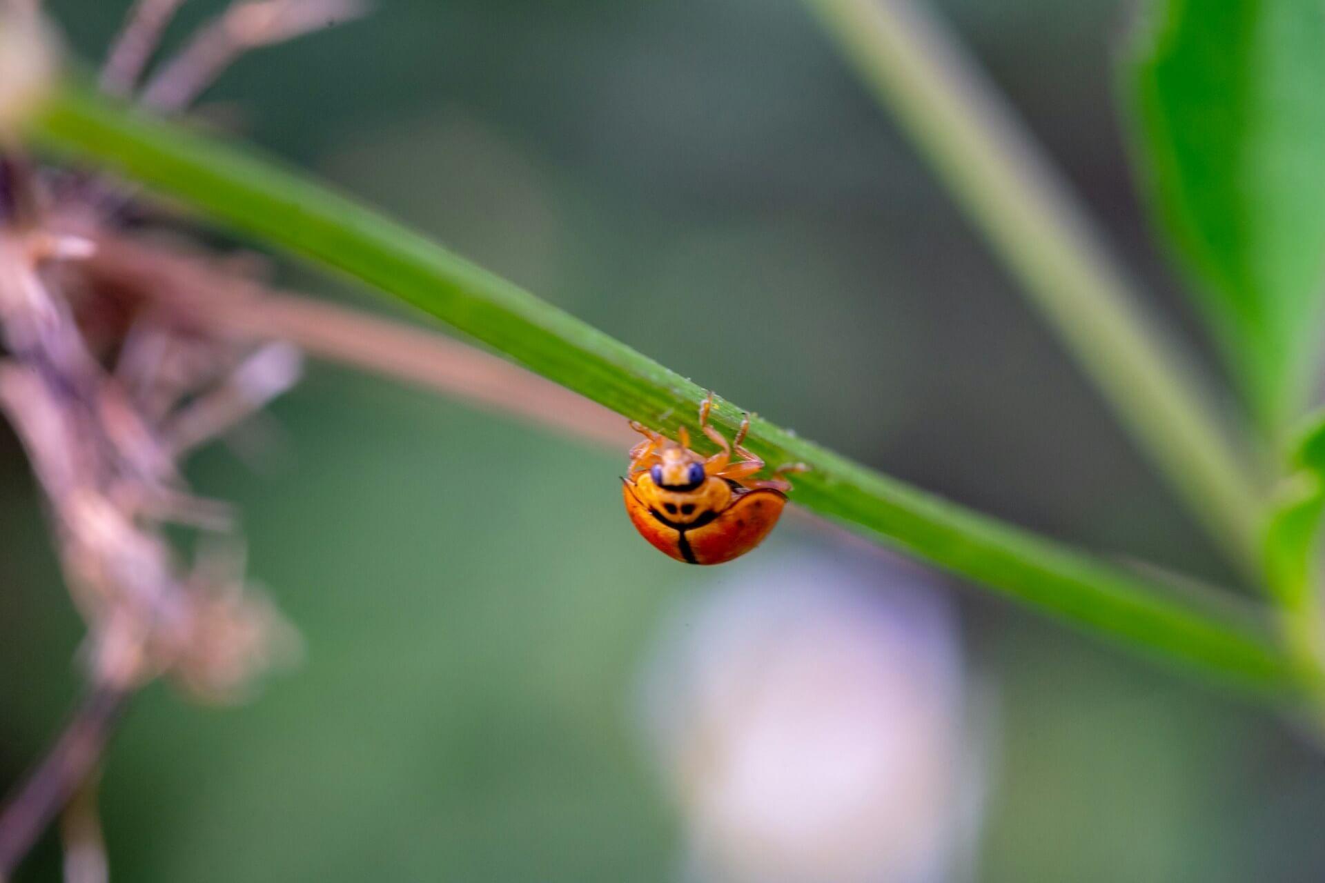 A ladybug with no spots symbolizing rare spiritual meaning and uniqueness Photo - A ladybug with no spots symbolizing rare spiritual meaning and uniqueness