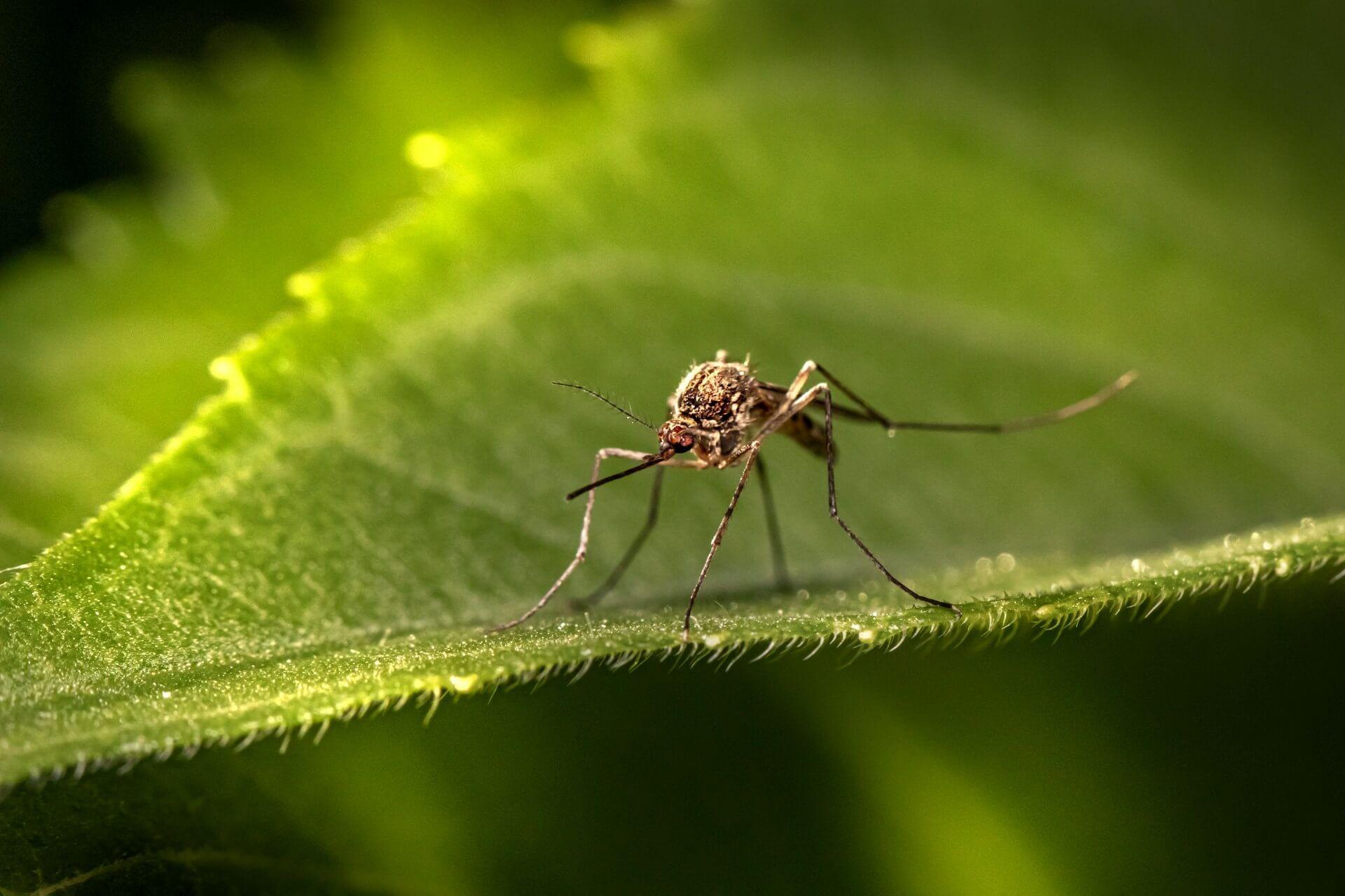 A mosquito symbolizing spiritual irritation and energy drain Photo - A mosquito symbolizing spiritual irritation and energy drain