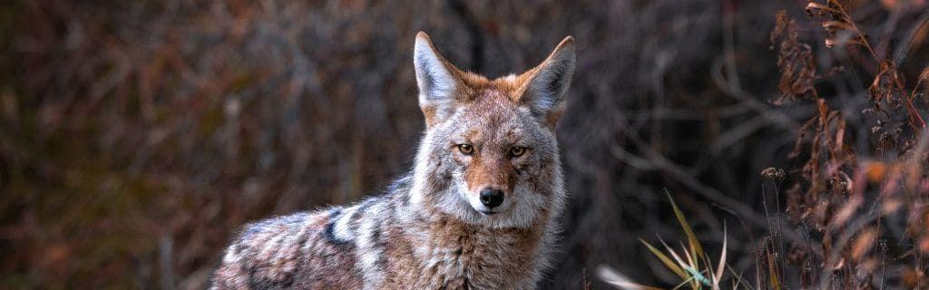 A picture of a coyote symbolizing spiritual wisdom and adaptability Photo - A picture of a coyote symbolizing spiritual wisdom and adaptability