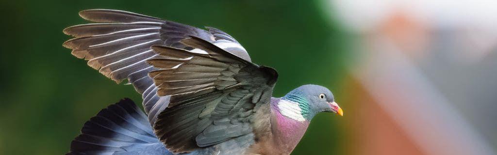 A pigeon perched outdoors symbolizing peace and spiritual guidance Photo - A pigeon perched outdoors symbolizing peace and spiritual guidance