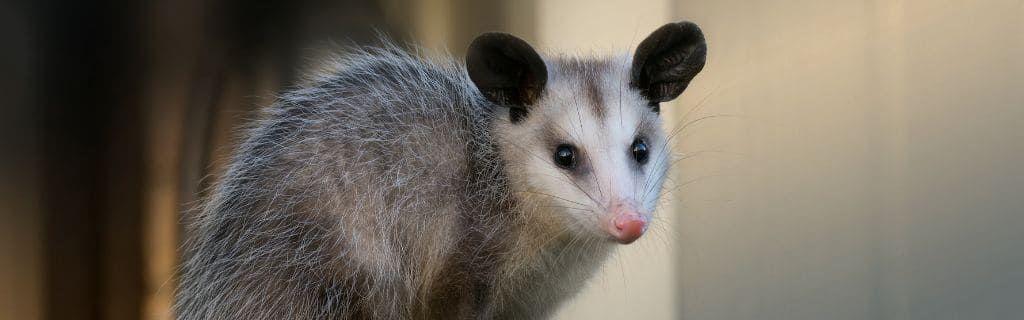 A possum in nature symbolizing survival and spiritual resilience Photo - A possum in nature symbolizing survival and spiritual resilience