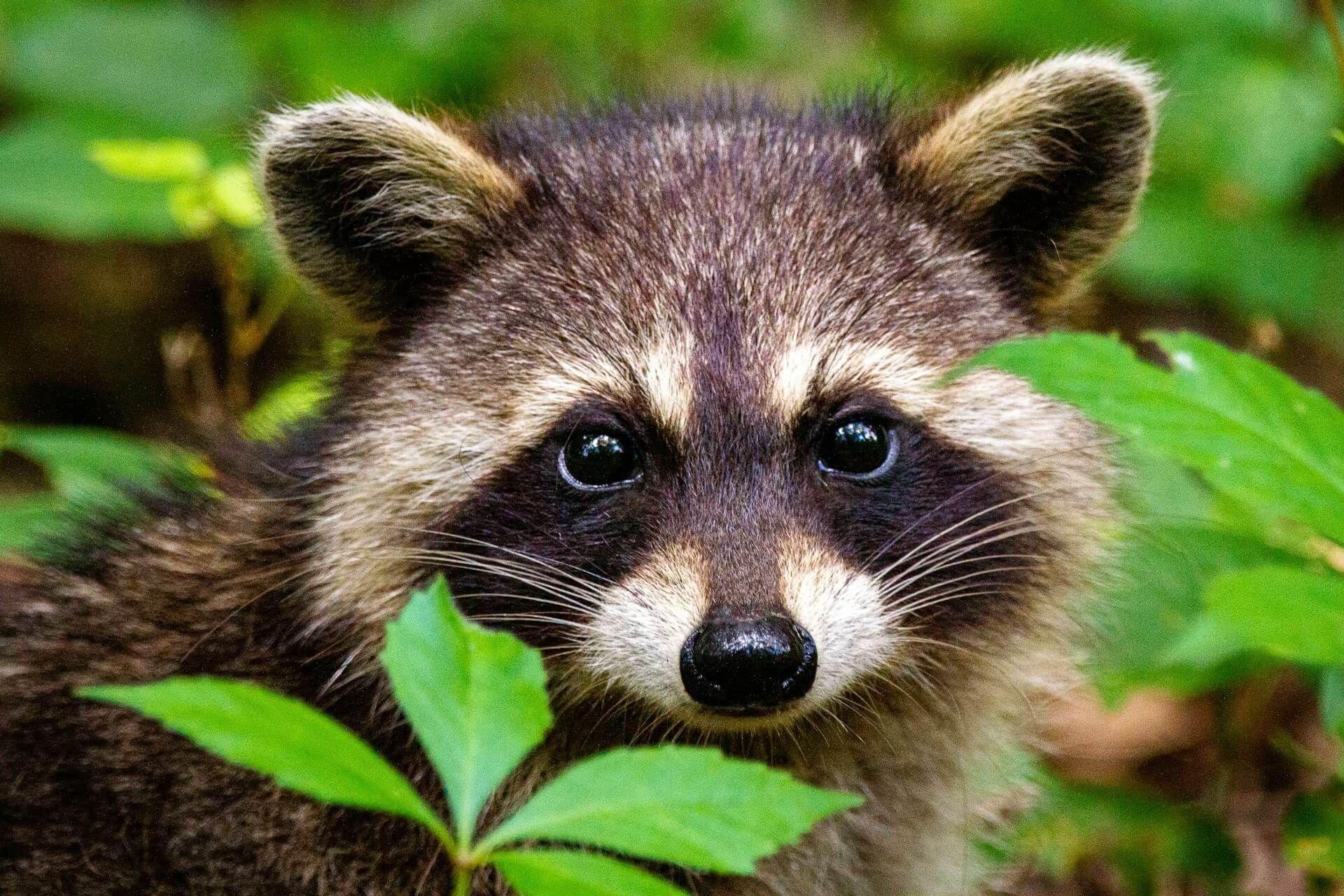 A raccoon seen during the day symbolizing curiosity and spiritual adaptation Photo - A raccoon seen during the day symbolizing curiosity and spiritual adaptation