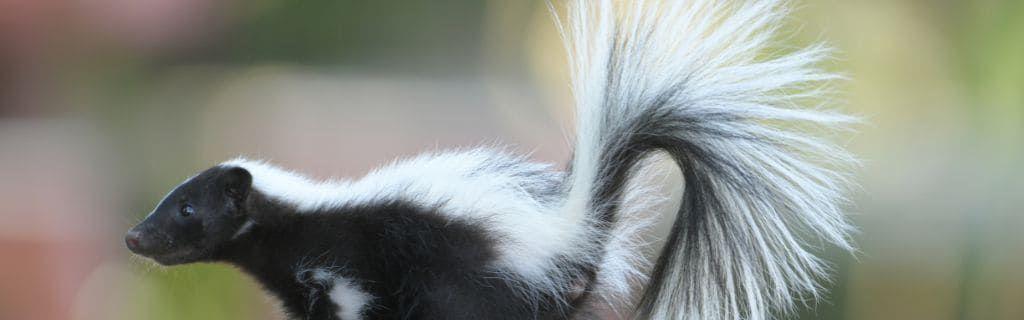 A skunk in nature symbolizing confidence and spiritual protection Photo - A skunk in nature symbolizing confidence and spiritual protection