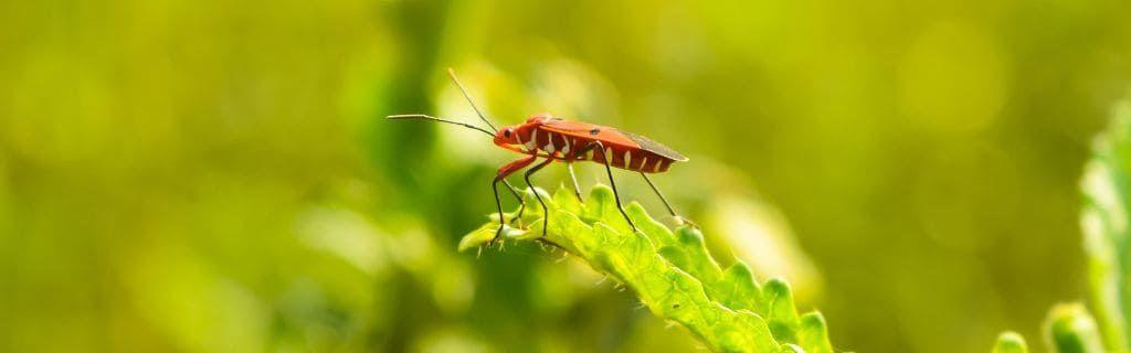 A stink bug representing spiritual defense and boundary energy Photo - A stink bug representing spiritual defense and boundary energy