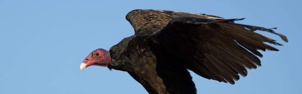 A turkey vulture flying in the sky with spiritual symbolism Photo - A turkey vulture flying in the sky with spiritual symbolism