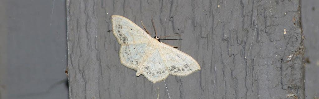 A white moth symbolizing intuition and spiritual transformation Photo - A white moth symbolizing intuition and spiritual transformation