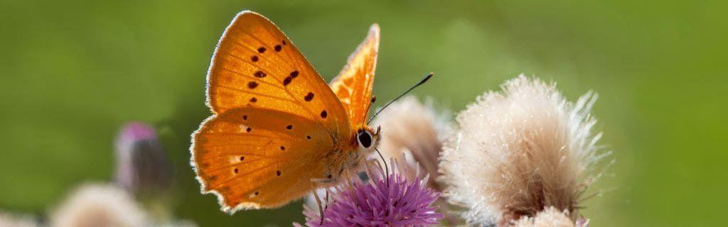 An orange butterfly representing creativity and spiritual energy Photo - An orange butterfly representing creativity and spiritual energy