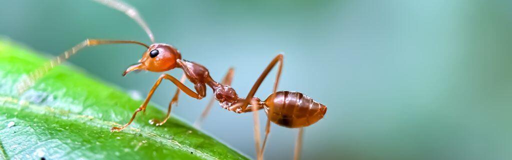 Ant Spiritual Meaning: Insights into the Tiny Yet Mighty Creature