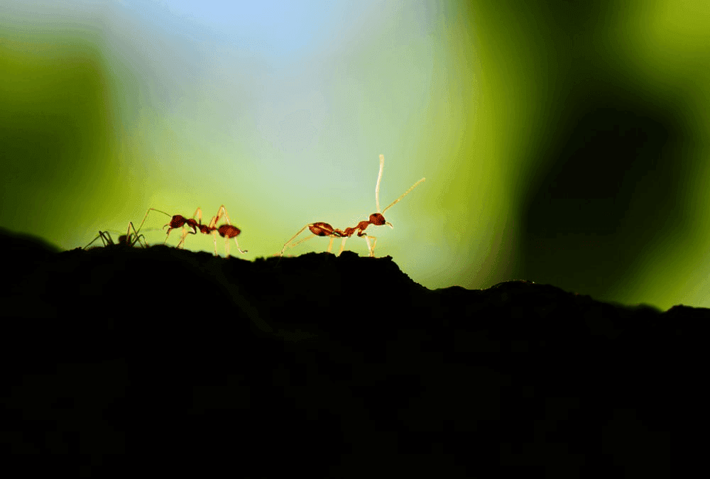 The Ants Dream Meaning and Other Life Lessons