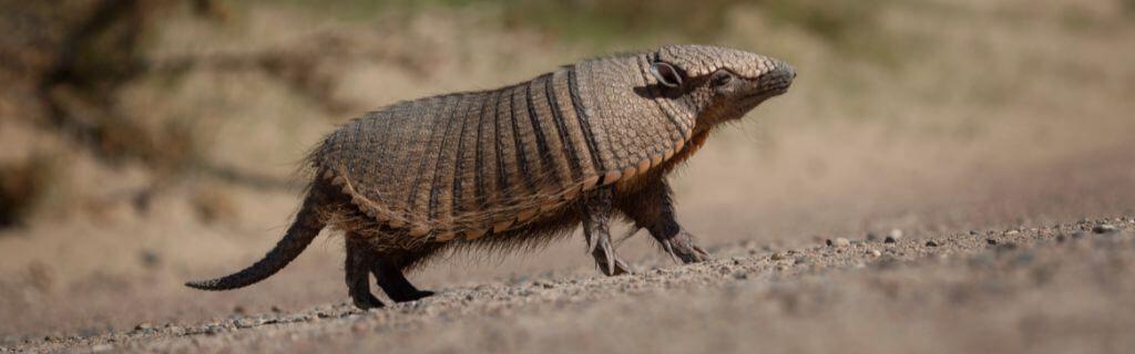 Armadillo Spiritual Meaning: Discover the Hidden Symbolism