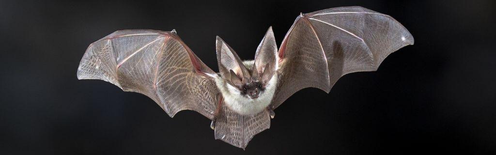 The Fascinating Bat Spiritual Meaning: A Deep Dive into Symbols and Energies