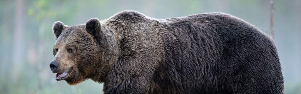 Bear Spiritual Meaning: Discover the Powerful Symbolism of Bears