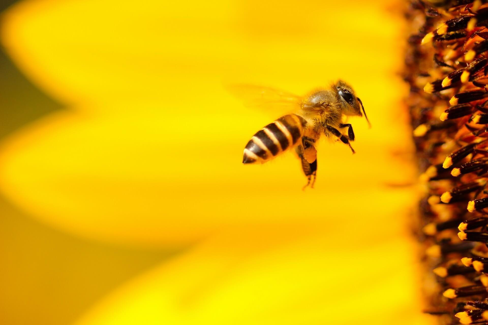 Bees flying around someone symbolizing productivity and spiritual alignment Photo - Bees flying around someone symbolizing productivity and spiritual alignment