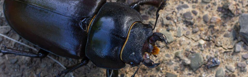 Beetle Spiritual Meaning: Understanding Their Symbolism and Significance