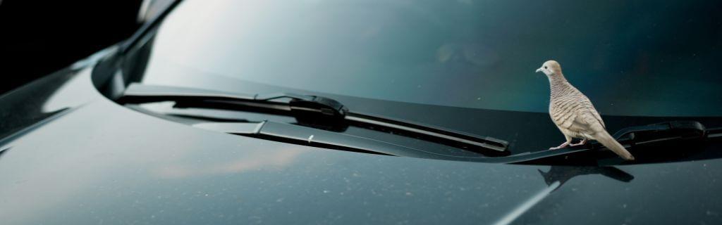 Bird poop on a car symbolizing luck and unexpected blessings Photo - Bird poop on a car symbolizing luck and unexpected blessings