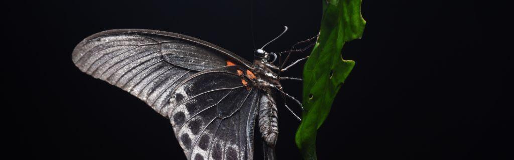 Black Butterfly Spiritual Meaning: The Symbolism Behind Dark Beauty