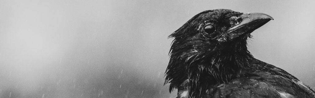 Black Crow Spiritual Meaning: Understanding Its Mystical Significance and Hidden Message