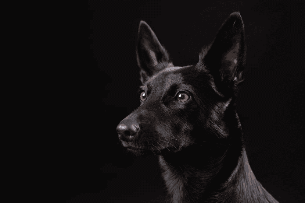 The Black Dog Dream Meaning: Is It About Loyalty, Loneliness, or Something In Between?