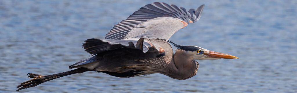 Blue Heron Spiritual Meaning: Unveiling the Mystique of This Majestic Bird