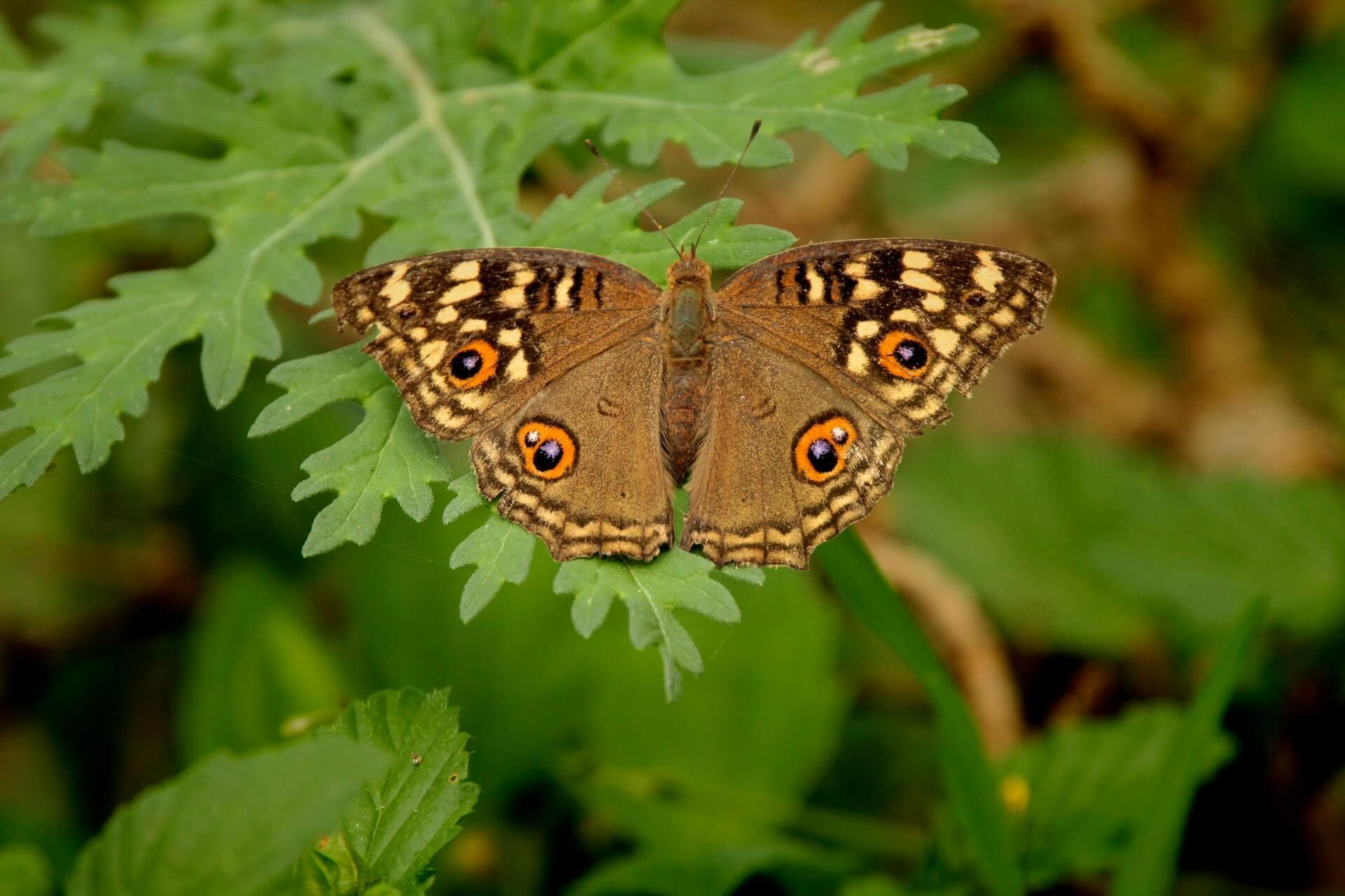 Brown Butterfly Spiritual Meaning