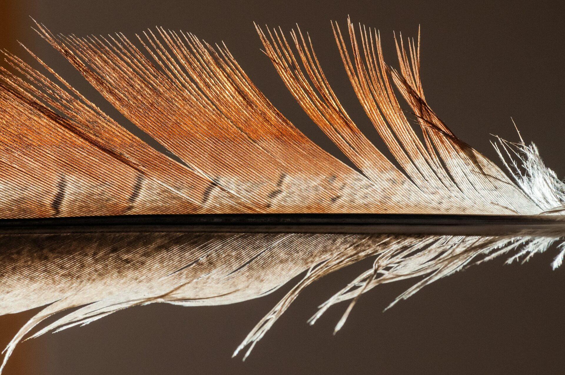 Brown Feather Spiritual Meaning