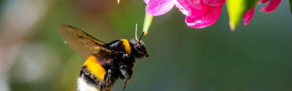 Bumble Bee Spiritual Meaning: Discover the Wisdom of these Buzzing Bees