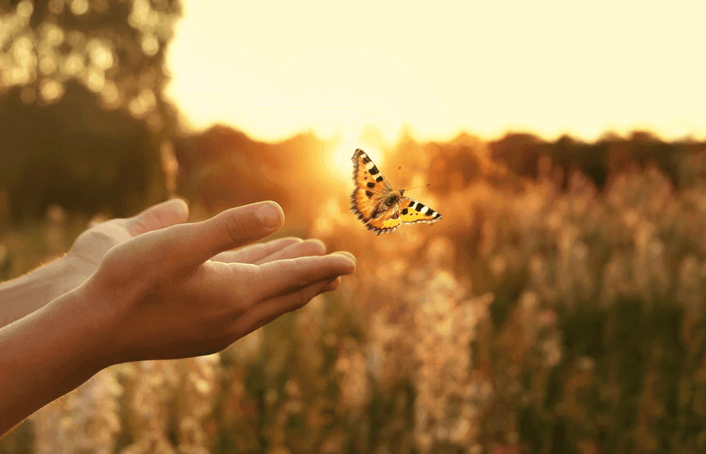 What Is The Butterfly Dream Meaning: You Are Changing