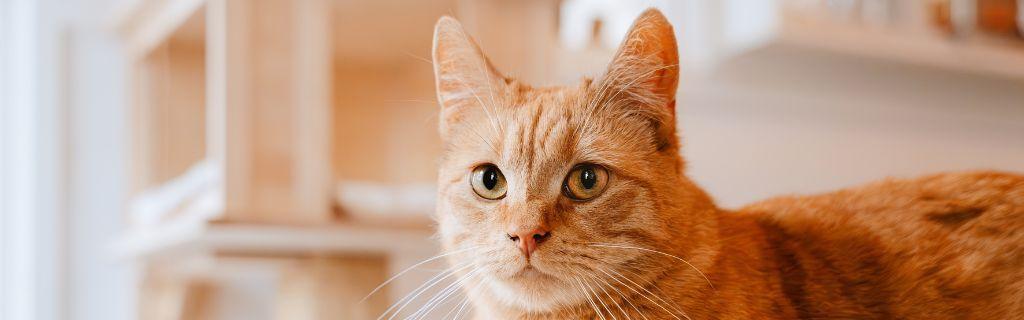 The Spiritual Meaning of Cats: What Cats Symbolize in Our Lives