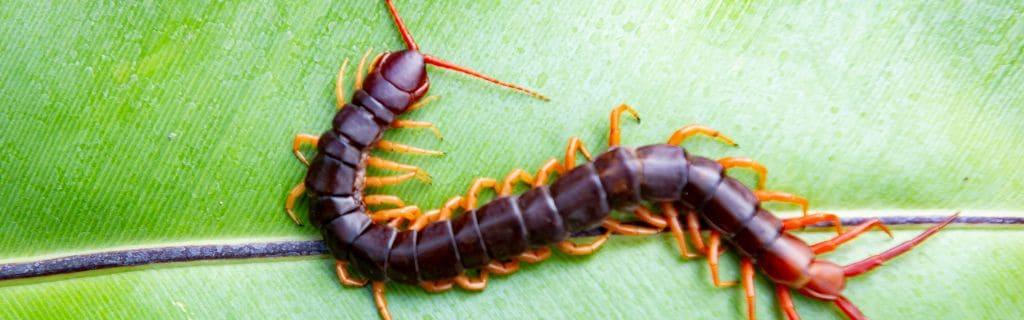 Centipede Spiritual Meaning: Unravel the Hidden Symbolism