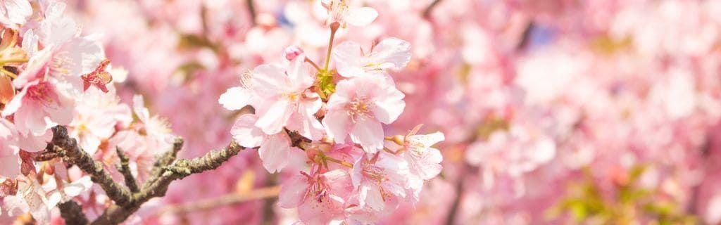 Cherry blossom flowers representing spiritual growth and renewal Photo - Cherry blossom flowers representing spiritual growth and renewal