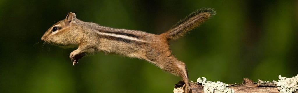 Chipmunk Spiritual Meaning: Hidden Wisdom in The Animal’s Spirit