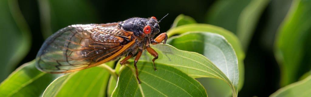 Cicada Spiritual Meaning: Discover Their Powerful Symbolism