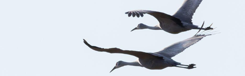 Crane Spiritual Meaning: Discover the Symbolism of this Majestic Bird